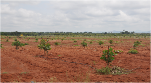 hog-field view   