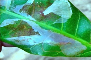 leaf miner