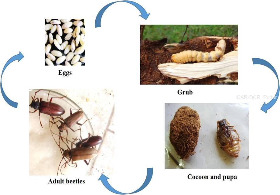 Squash Vine Borer Life Cycle   Life Cycle CSRB 