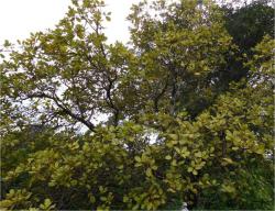 CSRB infested tree showing yellow leaves