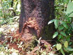 Extrusion of frees at tree base an indication of CSRB damage