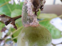 Mealy bug on nuts and apples