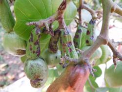 TMB damage in developing fruits