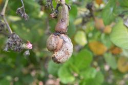 Thrips infested nut