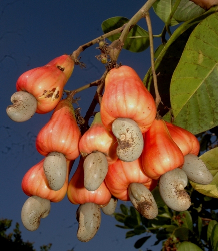 Cashew Varieties