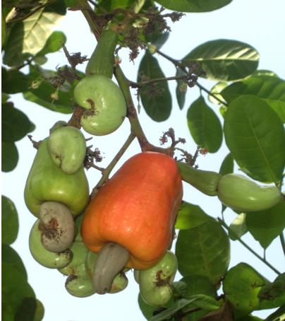 Cashew Varieties